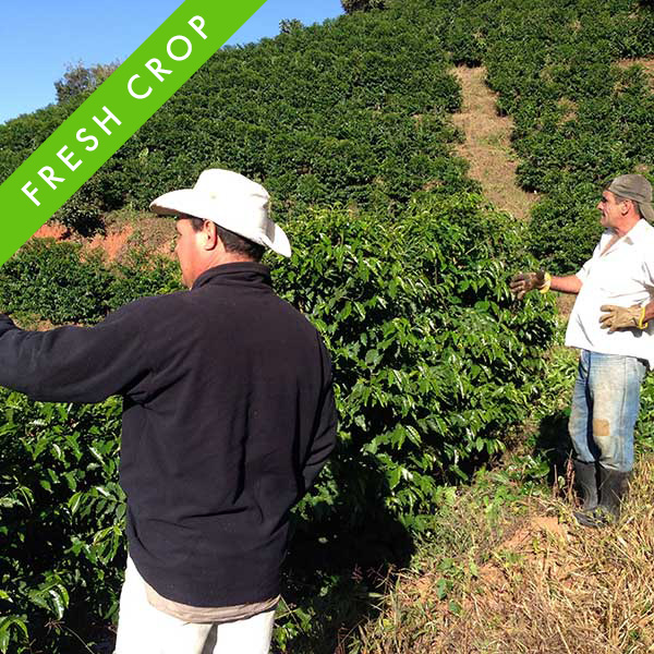 Nobletree Coffee Fazenda Monte Verde Microlot fresh crop