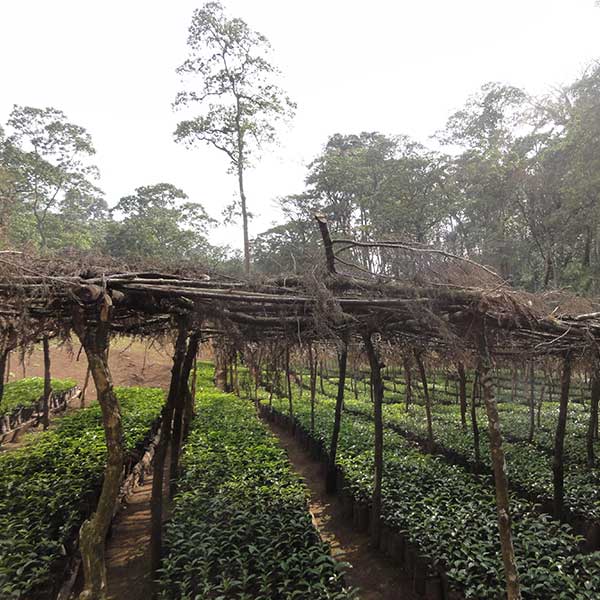 Nobletree Coffee Kossa Geshe Coffee