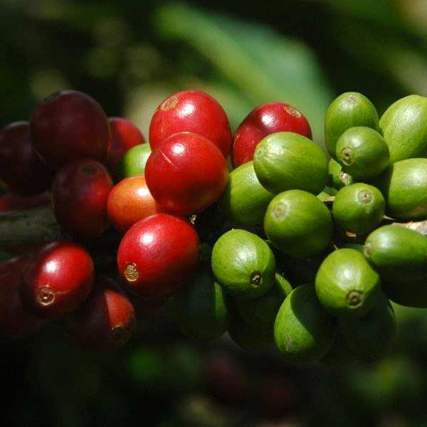 Nobletree Coffee Sumatra Mutu Batak