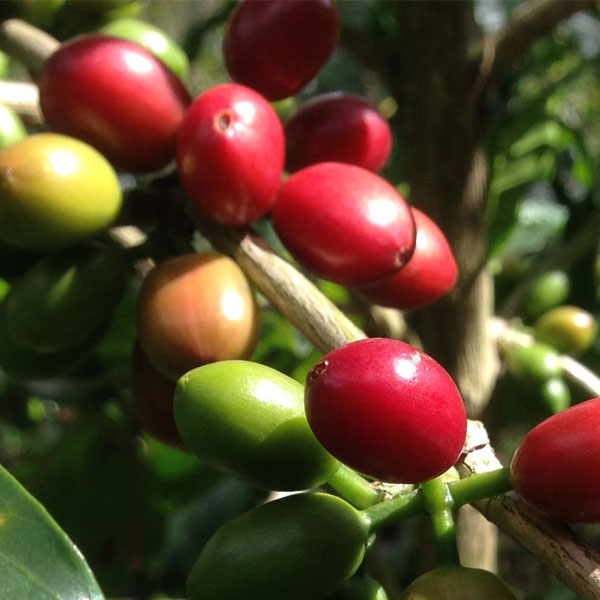 Nobletree Coffee Obata