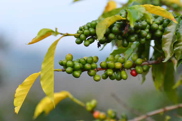Coffee Beans on Fruit Vine