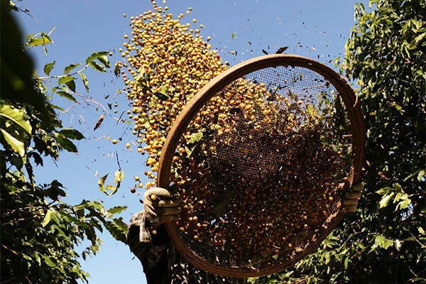 Coffee Beans in Air