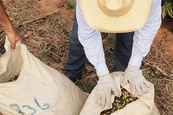 Coffee Bean Farmers
